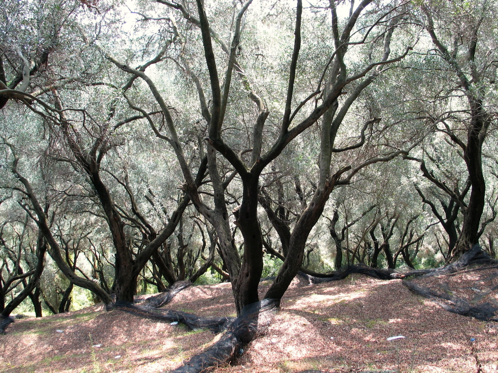 Oliviers centenaires dans une oliveraie de Corfou - Îles Ioniennes - Grèce © Gareth Williams / Wikimedia (CC BY 2.0)