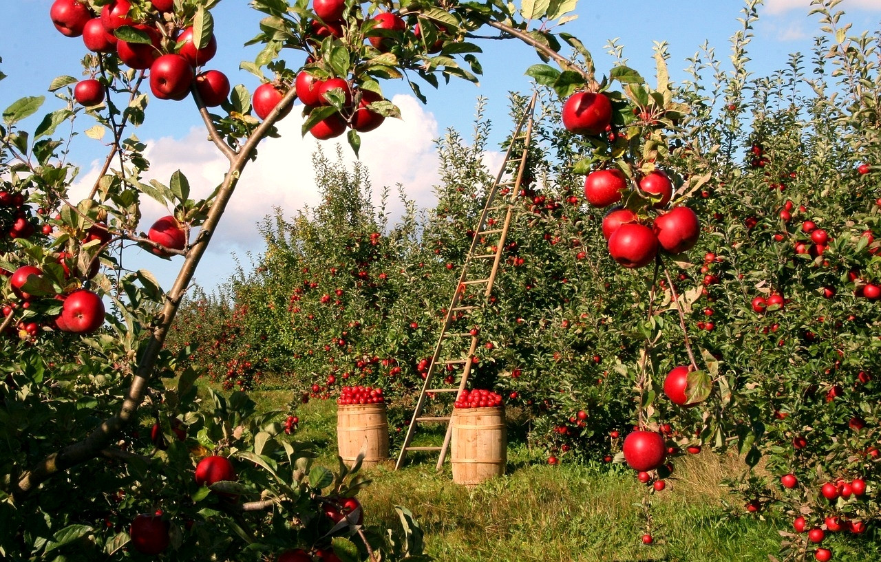 Verger de pommiers en pleine récolte à l'automne - Grèce