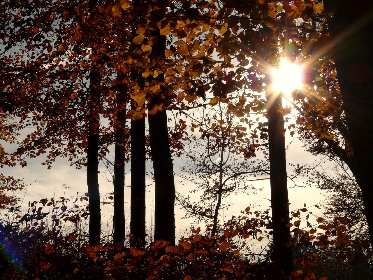 Forêt de hêtres dans la lumière dorée de l'automne - Grèce