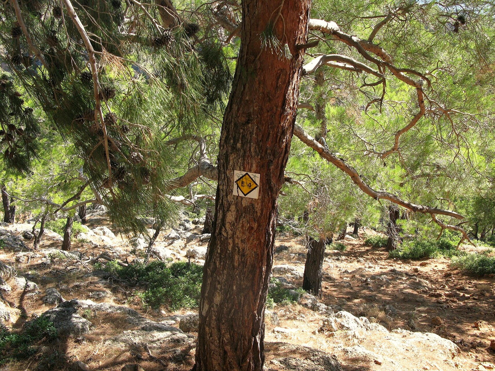 Le sentier côtier E4 dans la pinède près de Sougia - Crète - Grèce © Lungo41 / Wikimedia (CC BY-SA 4.0)