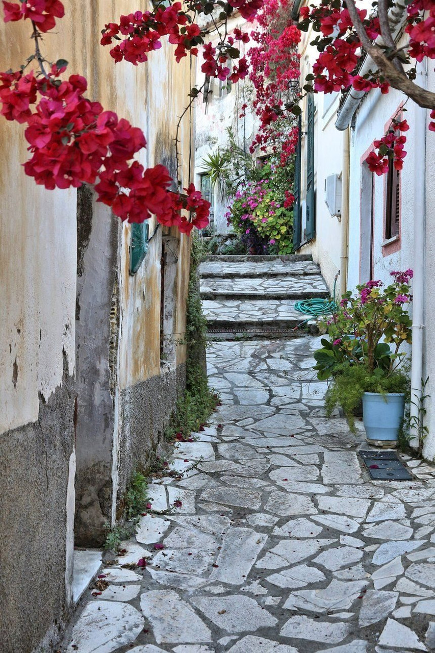 Ruelle fleurie de bougainvilliers dans un village - Corfou - Grèce (2)