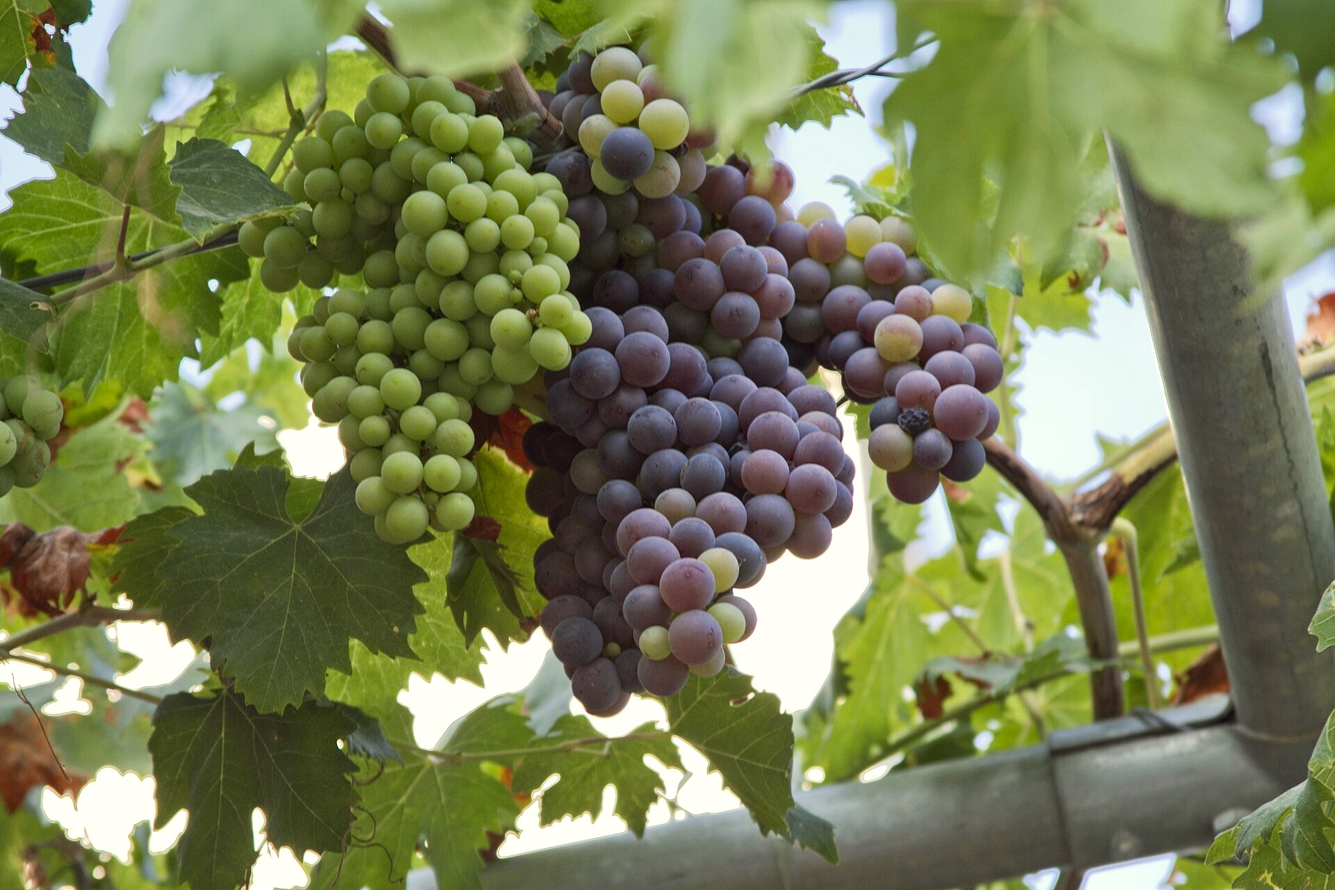 Grappes de raisin mûres sur la vigne - Géorgioupoli, Crète - Grèce © trolvag / Wikimedia (CC BY-SA 3.0)