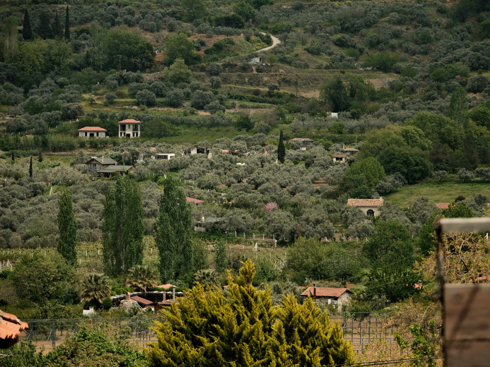 Campagne verdoyante et oliveraies en terrasses - Grèce
