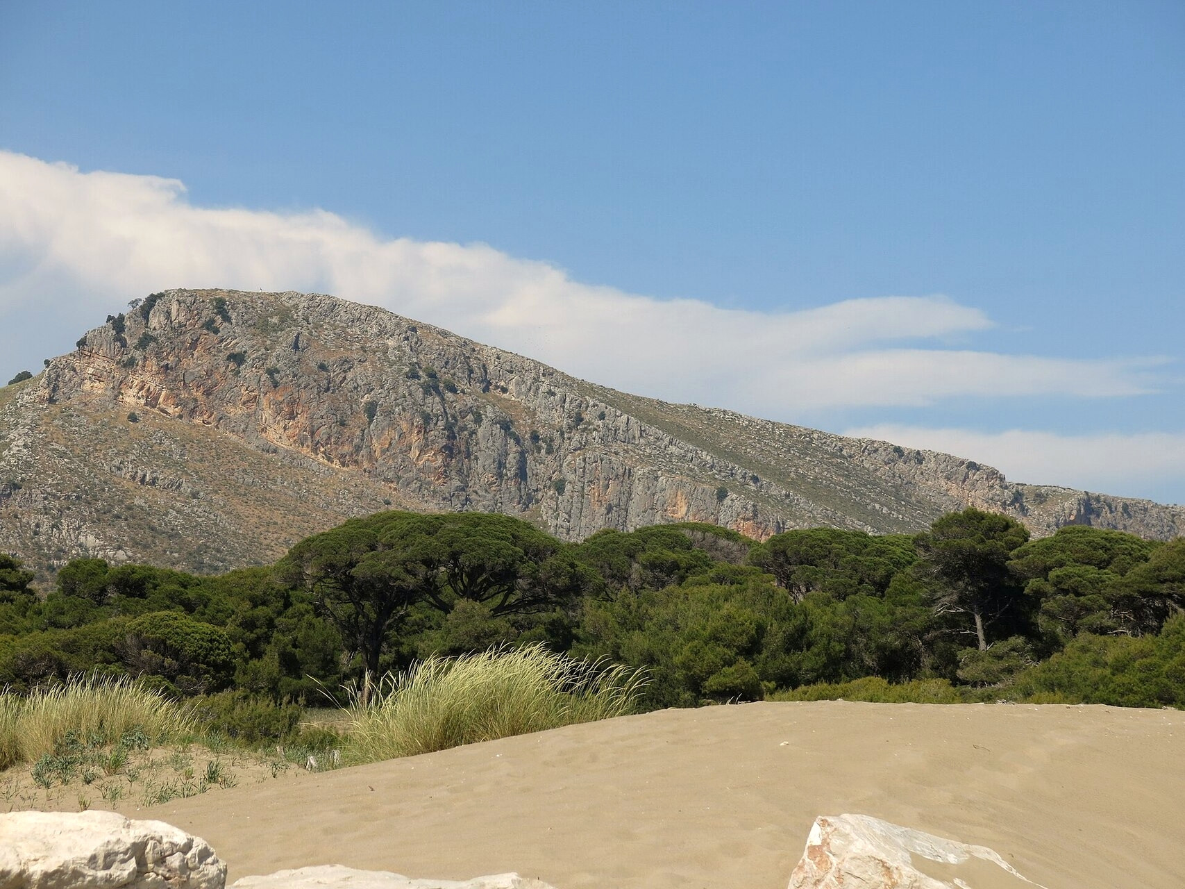 Pinède de Strofylia au-dessus de la plage de Kalogria - Achaïe, Péloponnèse - Grèce © Leonidas Kourmadas / Wikimedia (CC BY-SA 4.0)