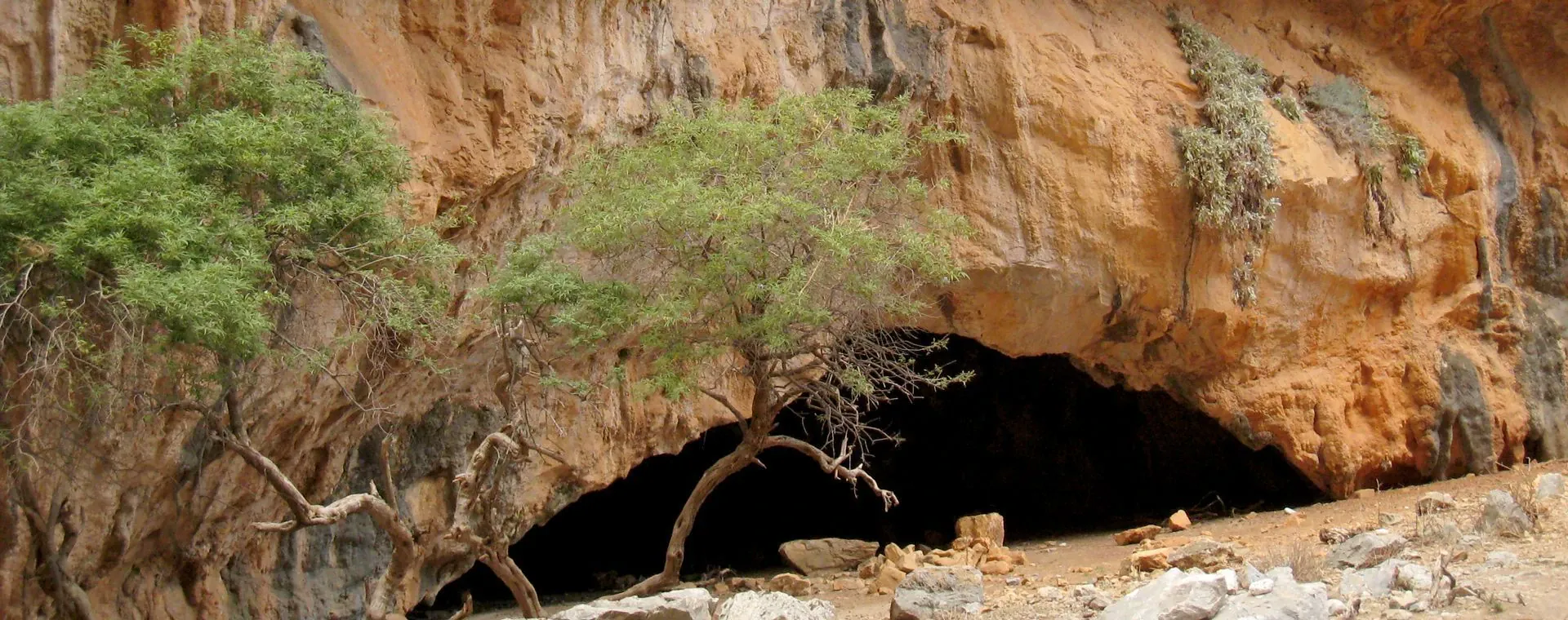 Forêt de lauriers à La Gomera - Îles Canaries - Espagne