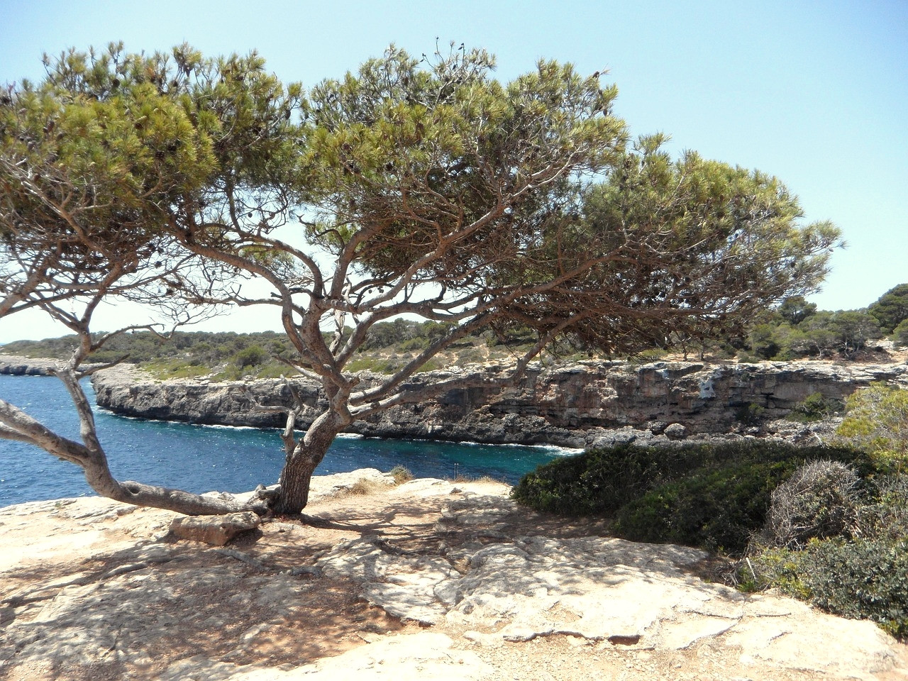 Pin parasol penché au-dessus d'une crique turquoise - Méditerranée