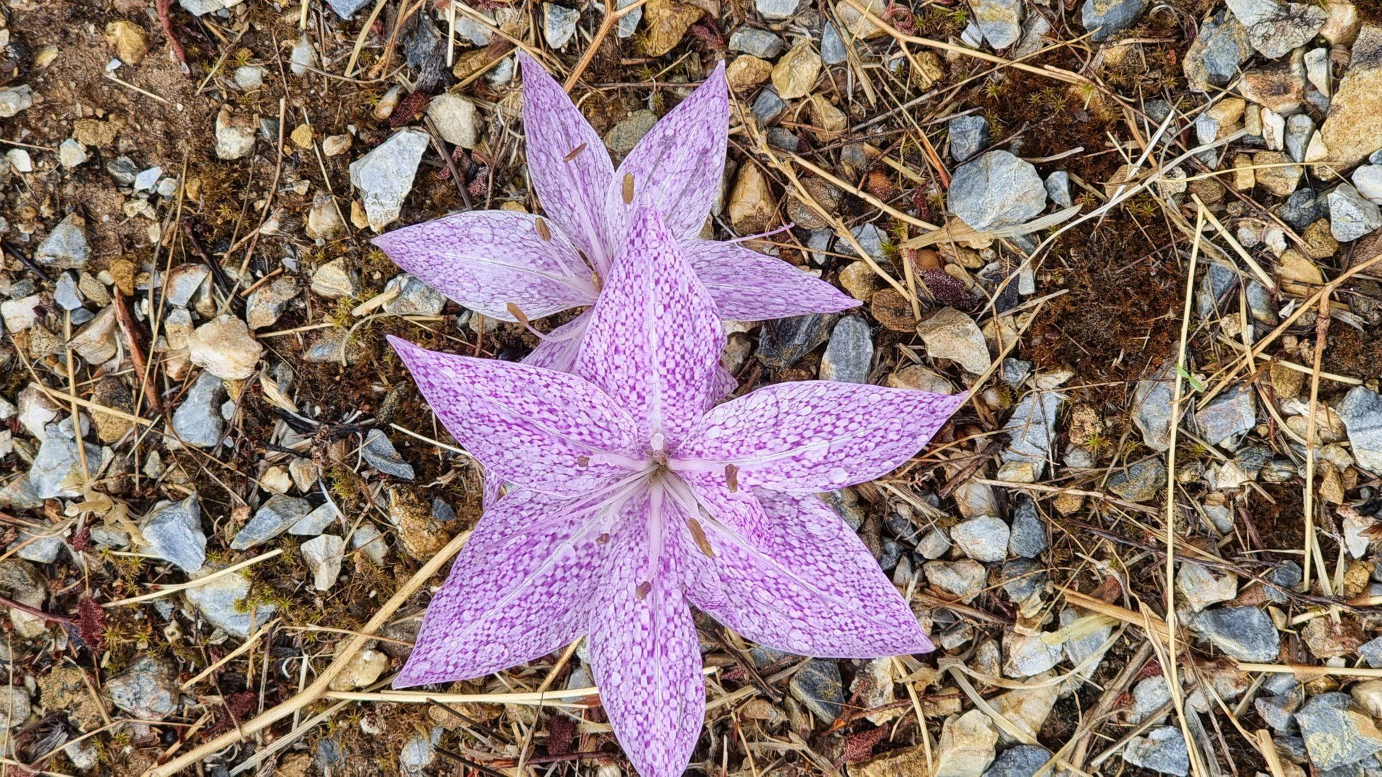 Colchicum variegatum, fleur sauvage de Naxos - Cyclades © Anne-Marie Billault