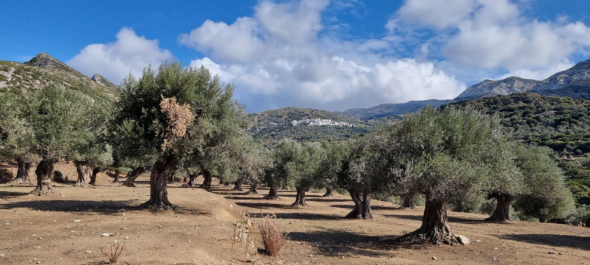 Oliveraie dans la vallée de Tragéa - Naxos - Cyclades © Anne-Marie Billault