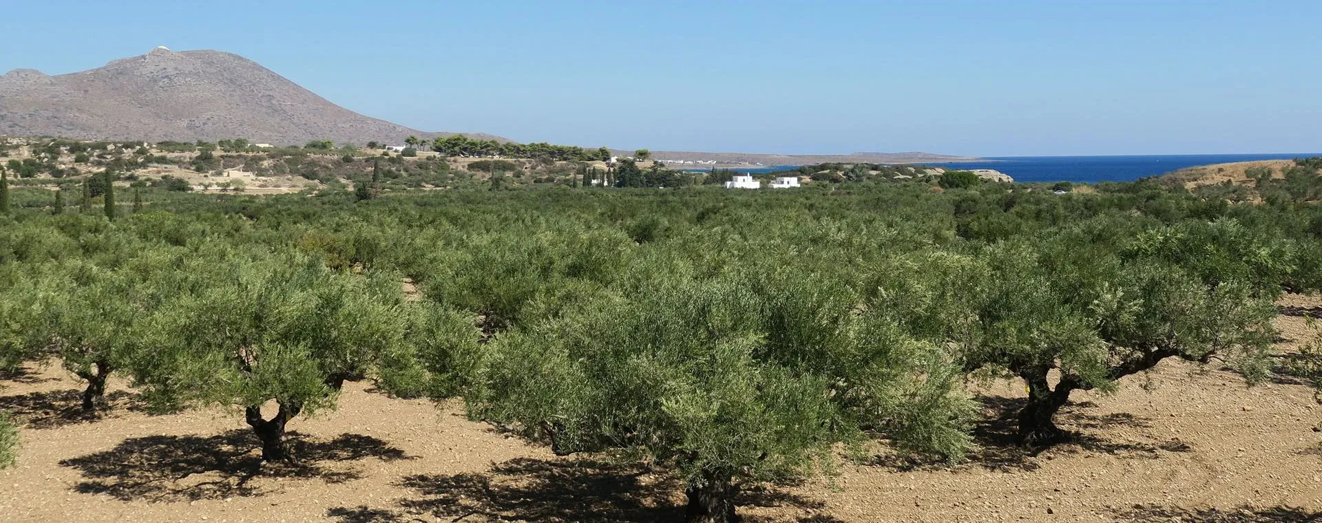 Oliveraie près de Paleopoli - Cythère - Grèce