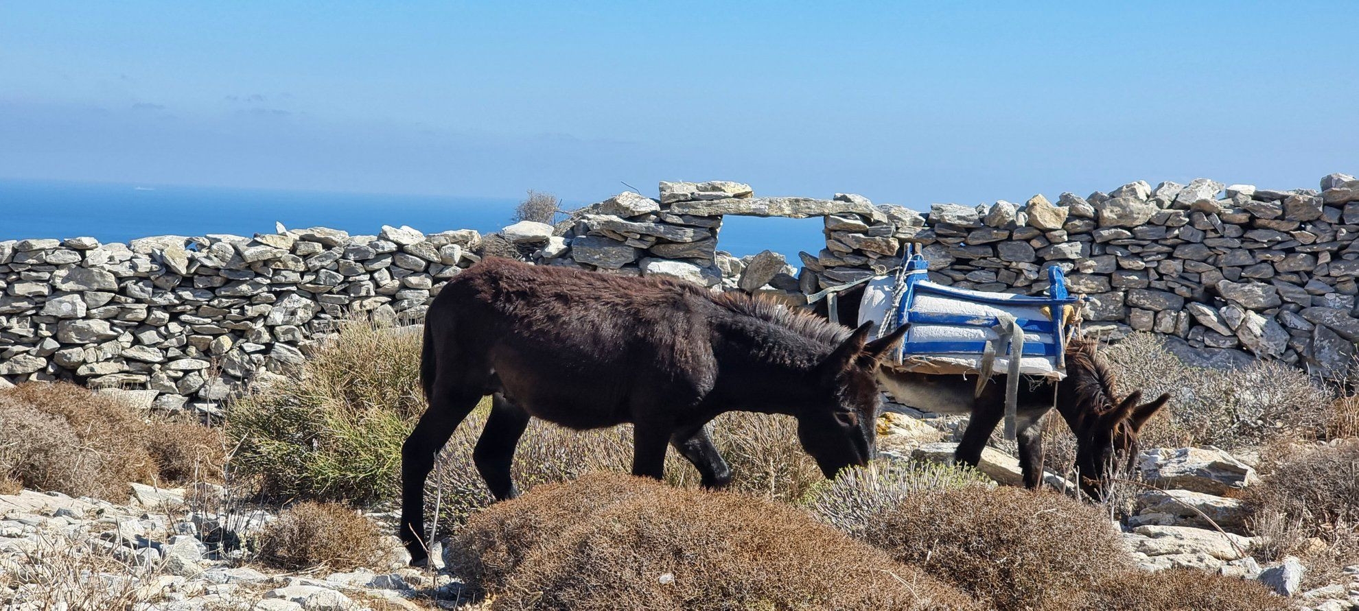 Ânes bâtés près d'un mur de pierres sèches - Amorgos - Cyclades, Grèce © JC Praire