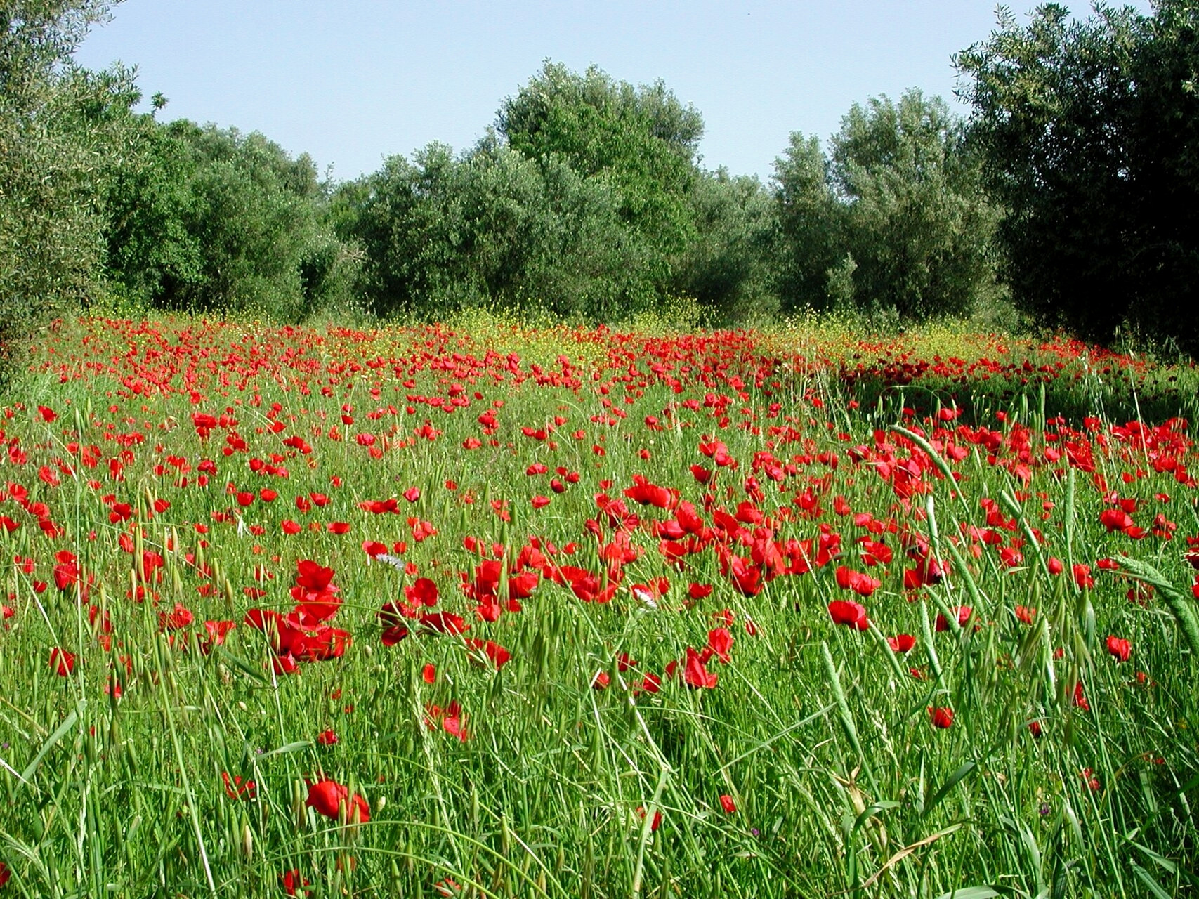 Champ de coquelicots au printemps sur une île grecque - Grèce © David James Ovens / Wikimedia (CC BY-SA 2.0)