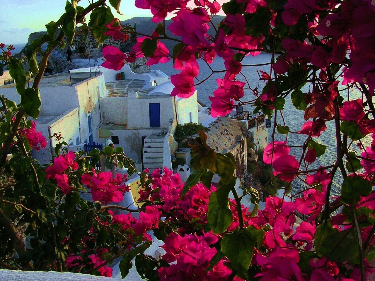 Bougainvilliers en fleurs sur les maisons blanches - Santorin, Cyclades - Grèce