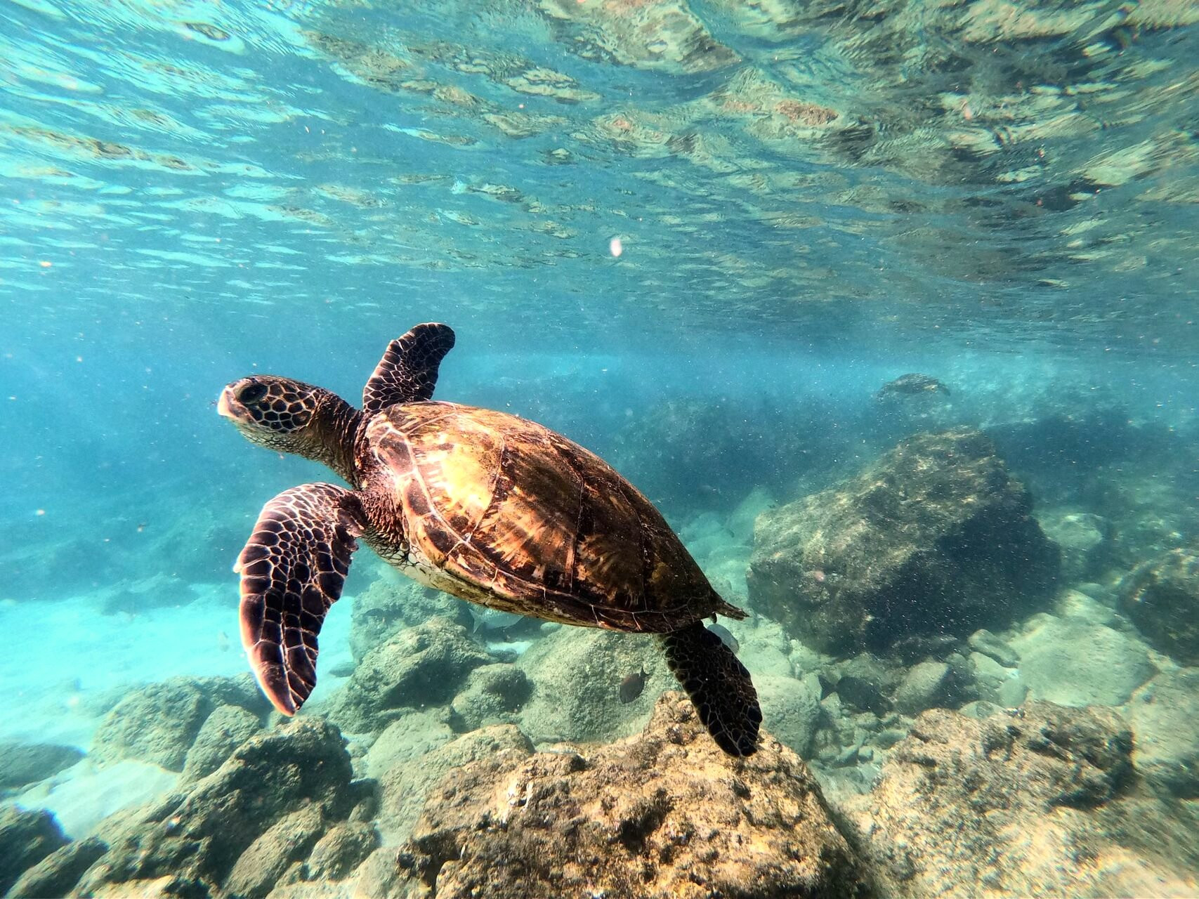 Tortue marine nageant dans une eau claire au-dessus des rochers