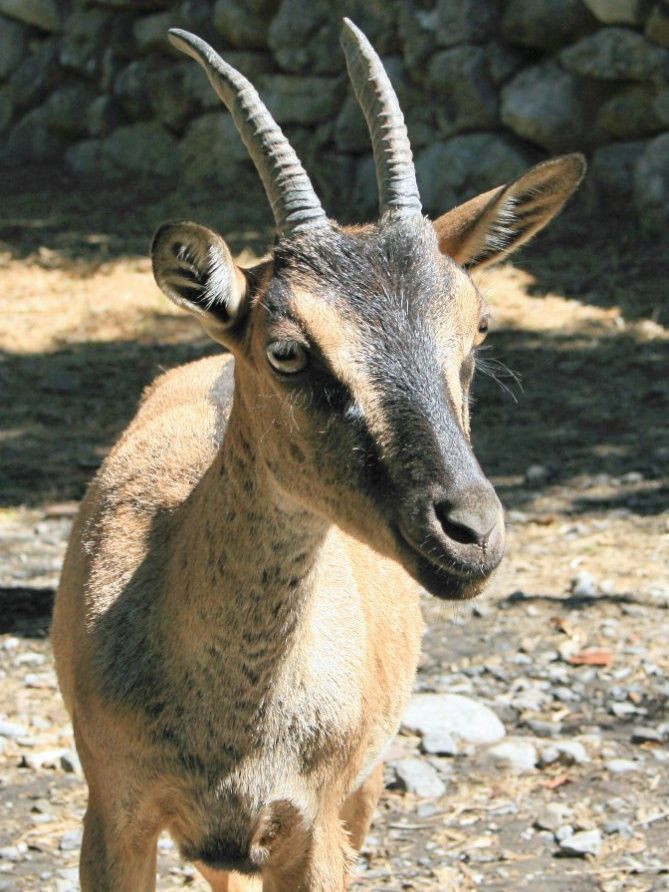 Jeune kri-kri, la chèvre sauvage de Crète, au village de Samaria