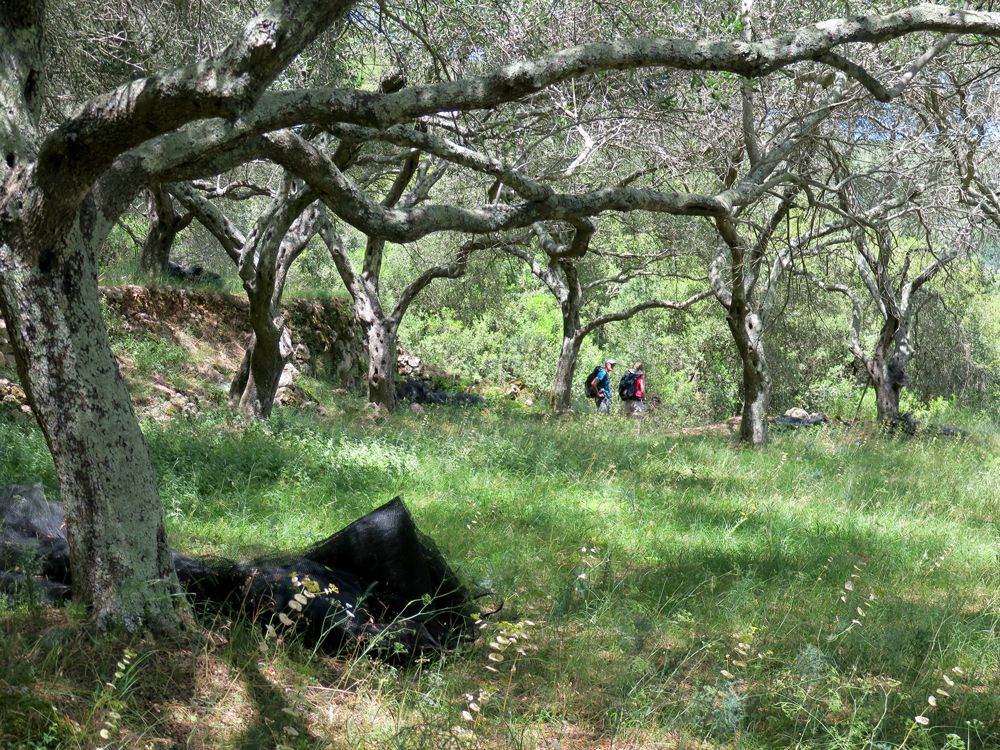 Randonnée sous les oliviers de Paxos