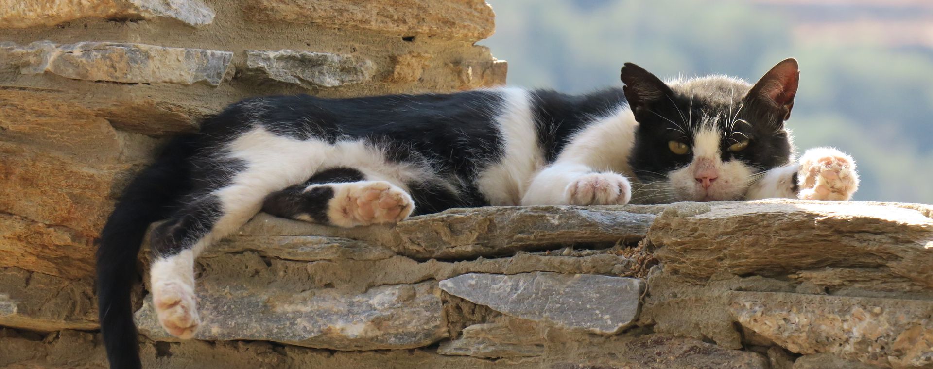 Chat près d'Ormos Korthiou, sur l'île d'Andros