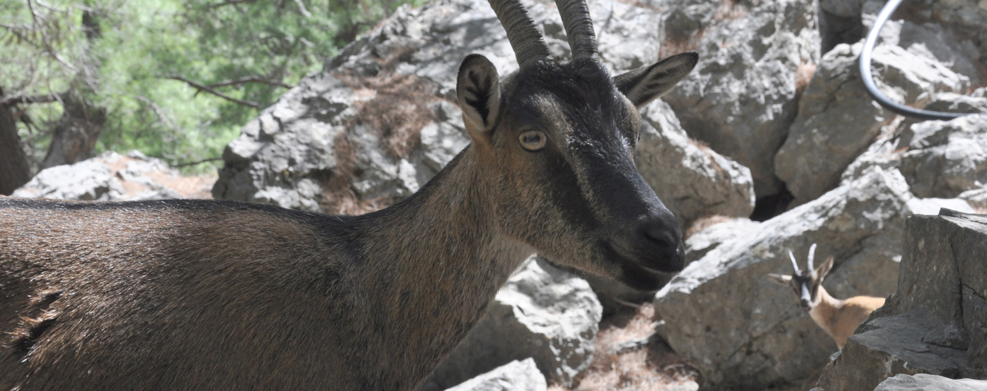 Kri-Kri dans les gorges de Samaria © Nicolas Pagiatis