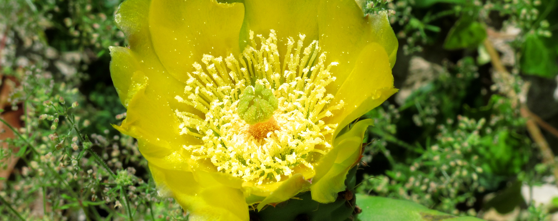 Prickly pear blossom