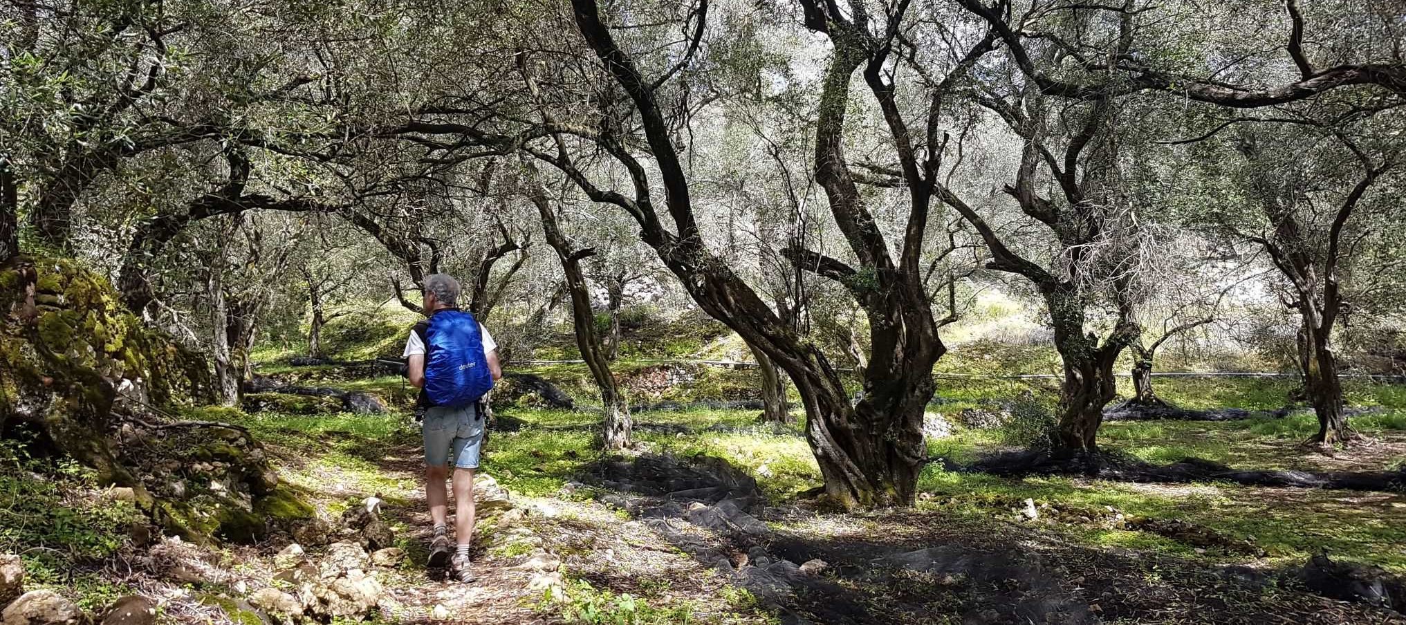 Under the olive trees of Corfu © François Ribard