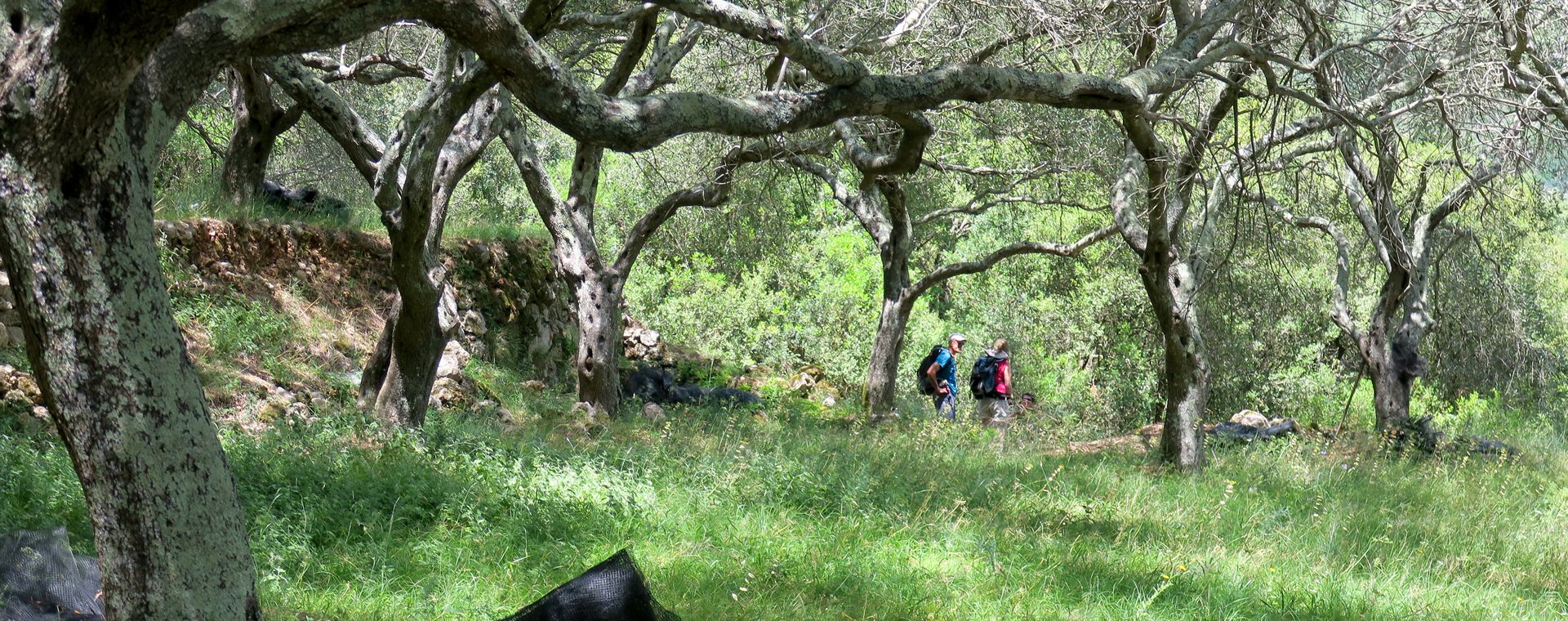 Randonnée sous les oliviers de Paxos